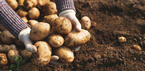 Types of Potatoes and How to Cook Them