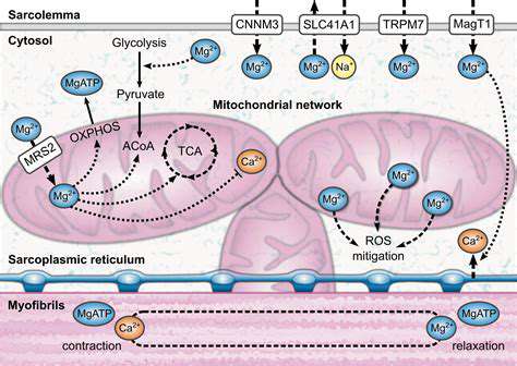 MagnesiumforMuscleFunctionandNerveTransmission