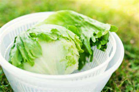 Best Salad Spinners
