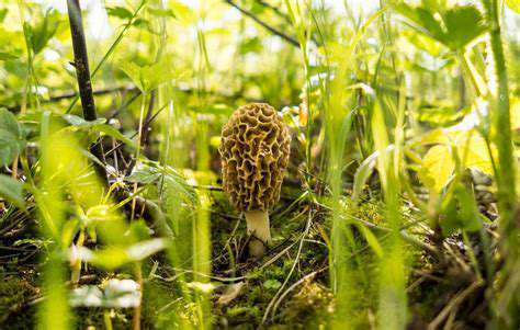 Types of Edible Fungi and How to Use Them